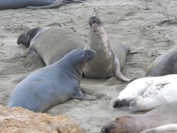 2008Elephant-Seals-9